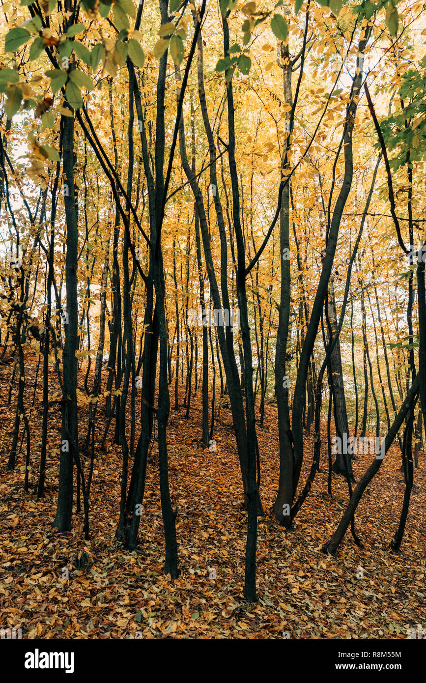 Yellow fallen leaves on ground near trees in forest Stock Photo - Alamy