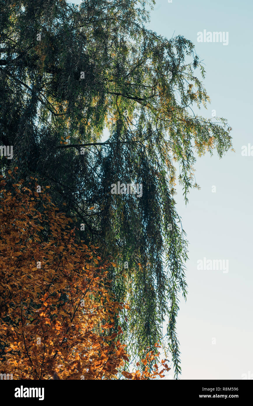 Bottom view of weeping willow tree and blue sky Stock Photo - Alamy