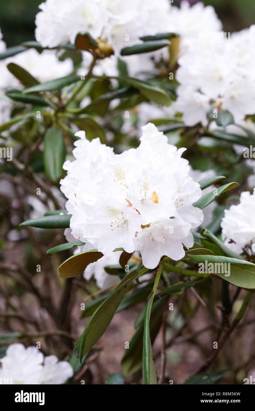 Rhododendron 'Blankenese' flowers. Stock Photo