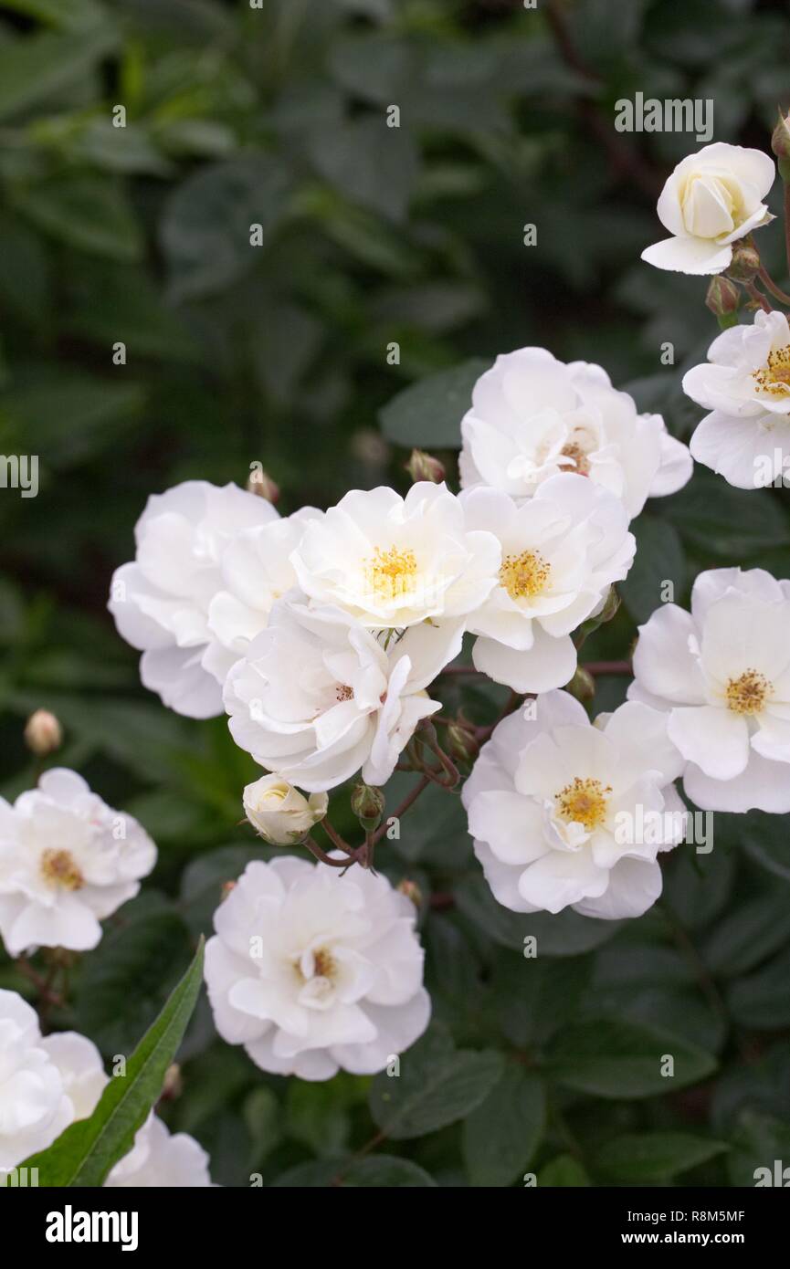 Rosa 'Moonlight' flowers Stock Photo - Alamy