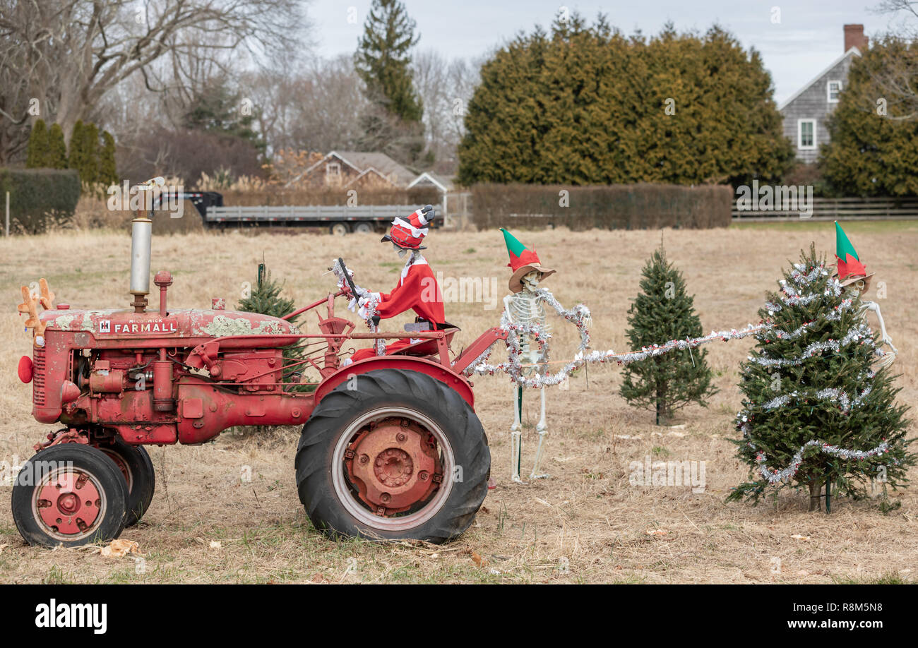 Three skeletons, one dressed as Santa and driving an old red tractor and two others dressed as elfs decorating Christmas trees in a field. Stock Photo
