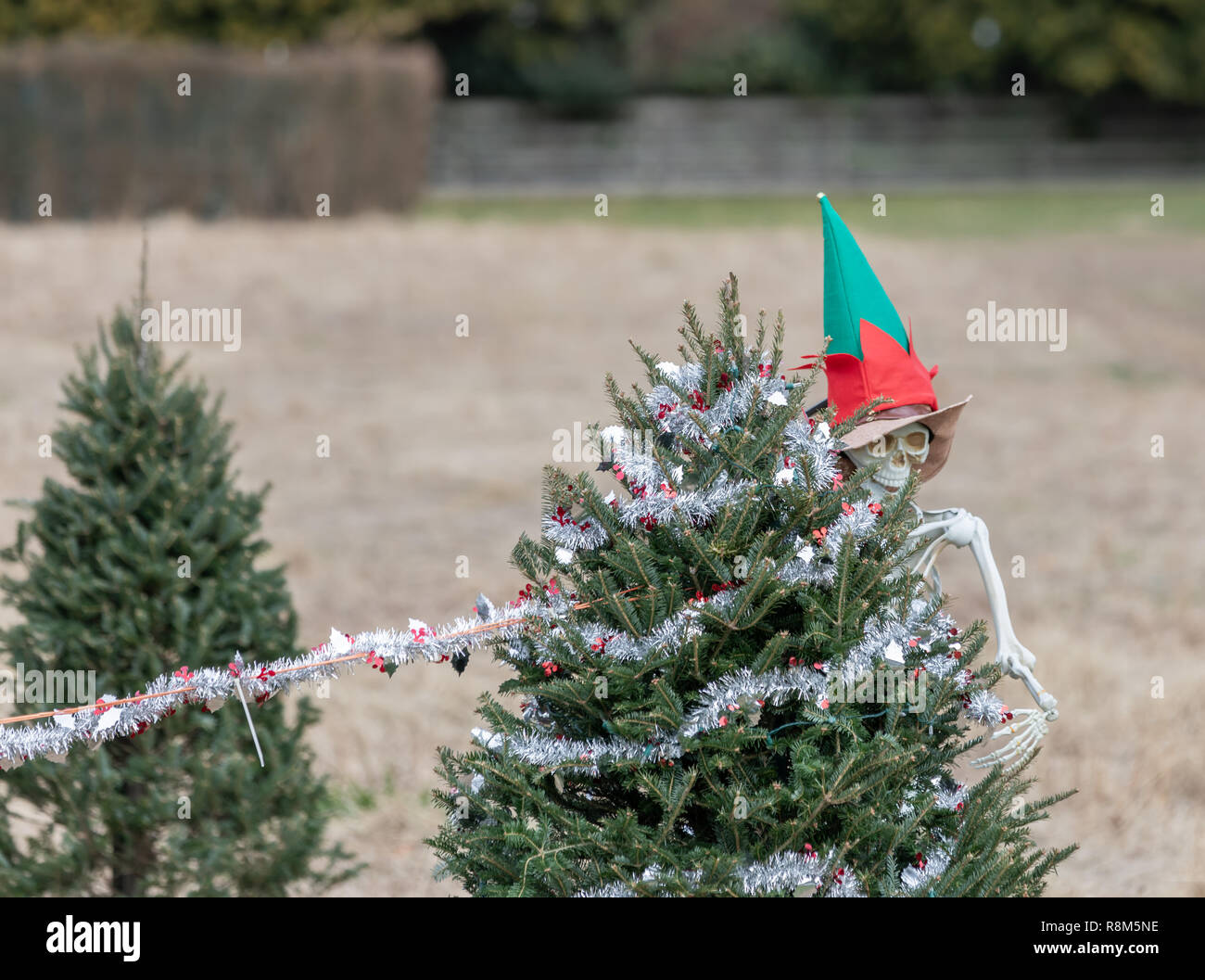 Skeleton dressed up like an elf decorating a Christmas tree Stock Photo