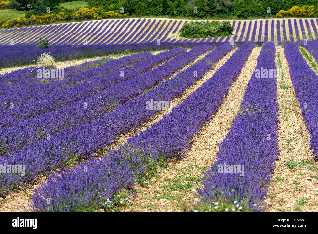 Rows of lavender flowers ready for harvest on a sunny June day in a lavender field near Sault, Provence, France Stock Photo