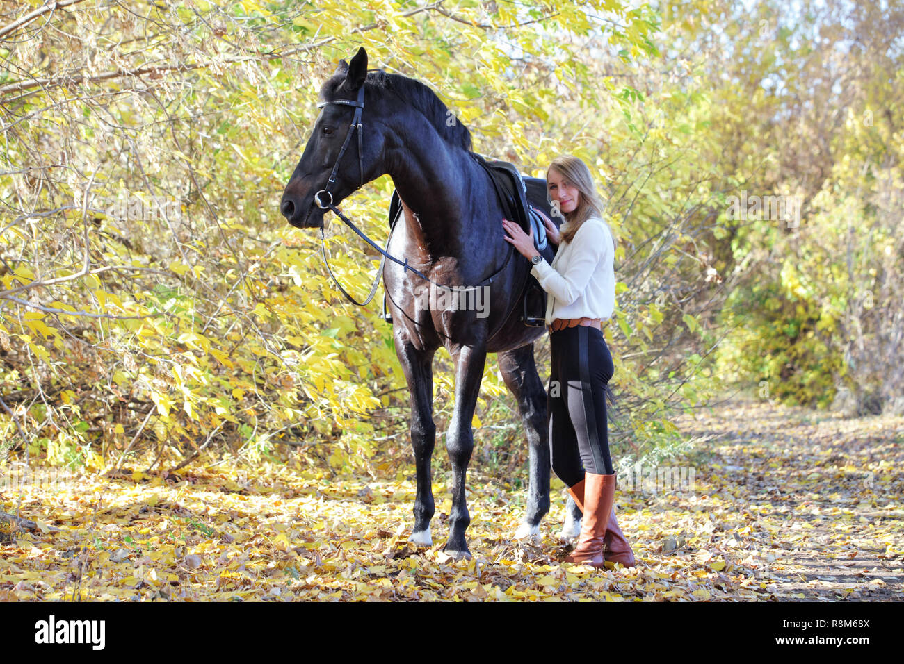 Young model blond woman walking in paddock leading saddle horse Stock Photo