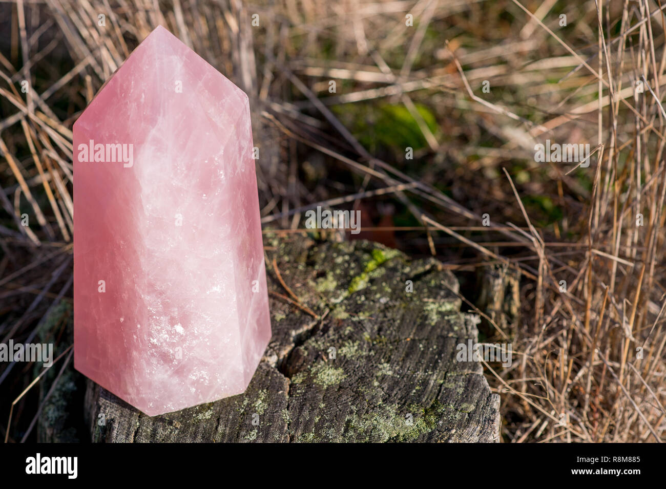 Big point piece of rose quartz standing on an old tree in the forest in autum Stock Photo
