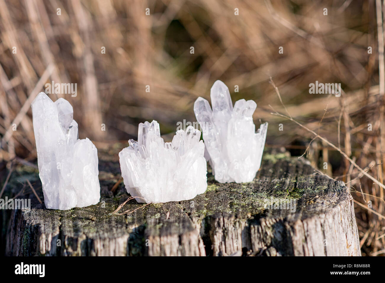 3 small white quartz crystals standing on an old tree in the sun in the ...