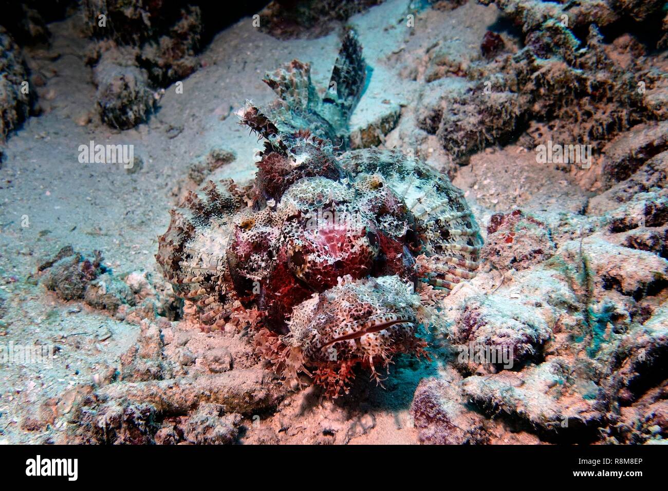 Maldives, Kaafu Atoll, North Male Atoll, Dhiffushi Island, Dhiffushi