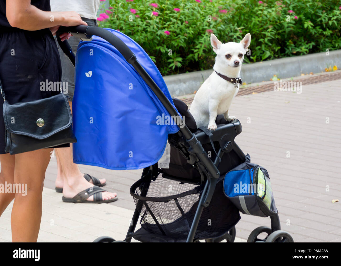 The owner carries his dog in a pram Stock Photo Alamy