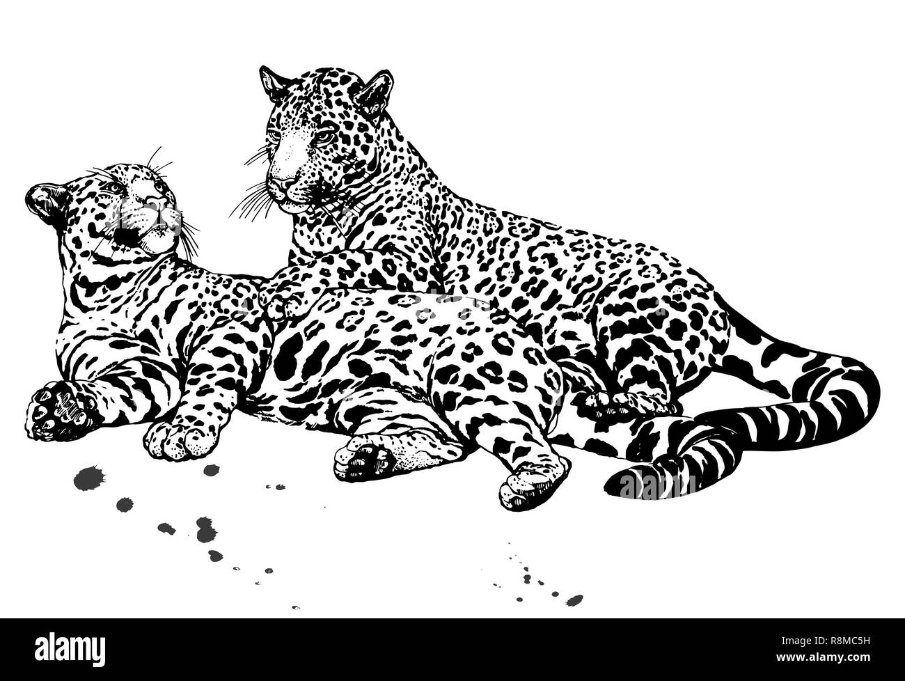 Hand drawn sketch style leopards isolated on white background. Vector