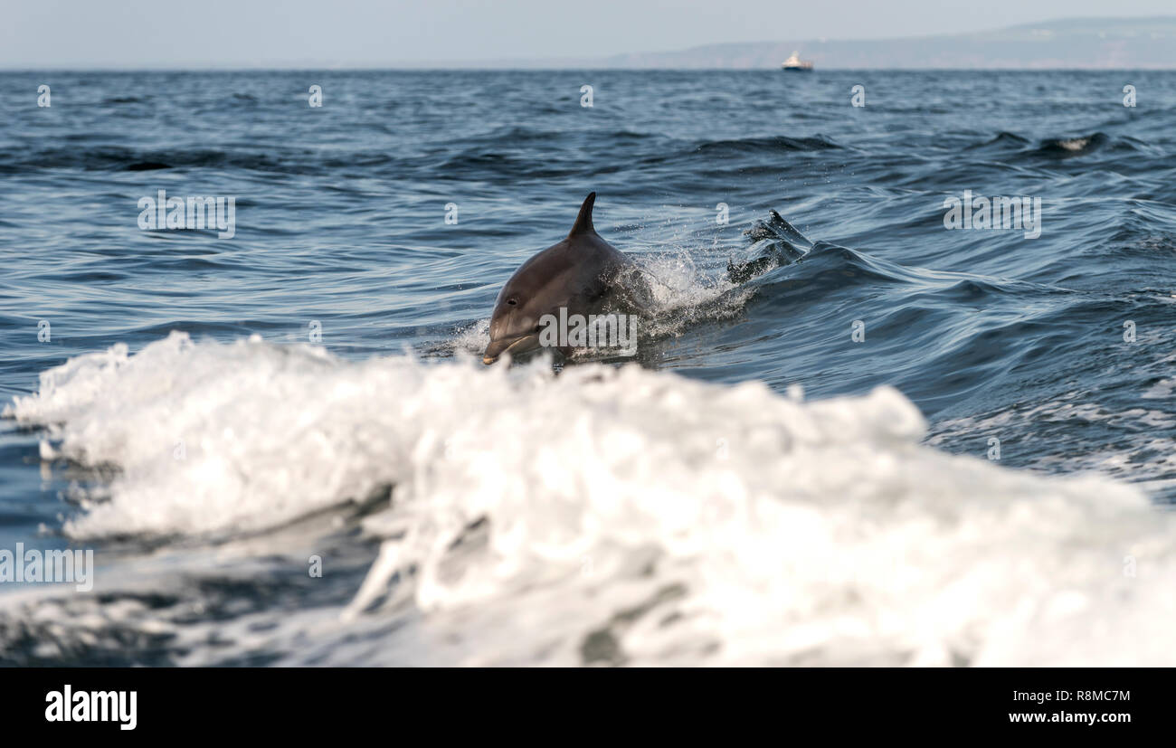 Dolphins St.ives bay St.ives Cornwall UK Stock Photo