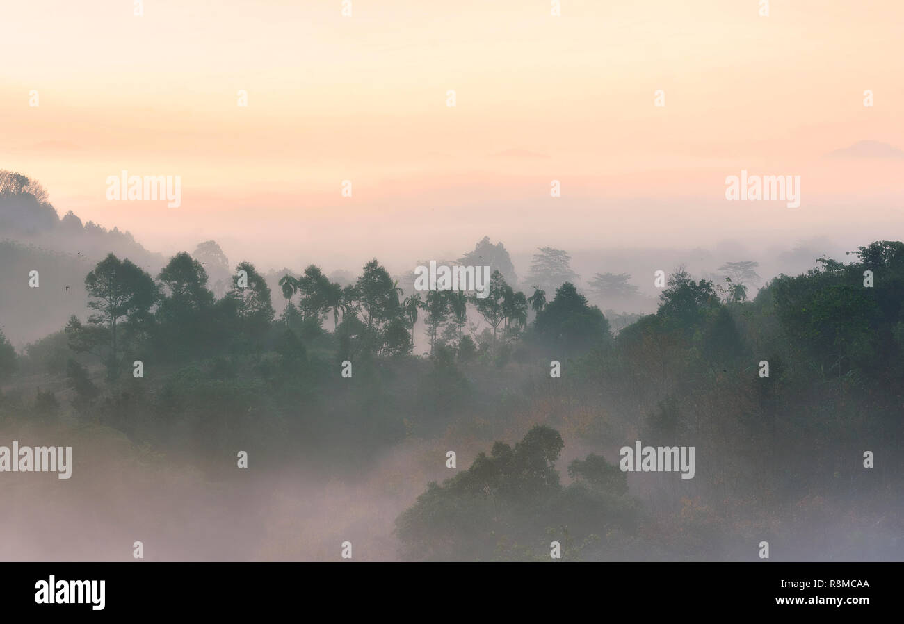 Misty forest background hi-res stock photography and images - Alamy