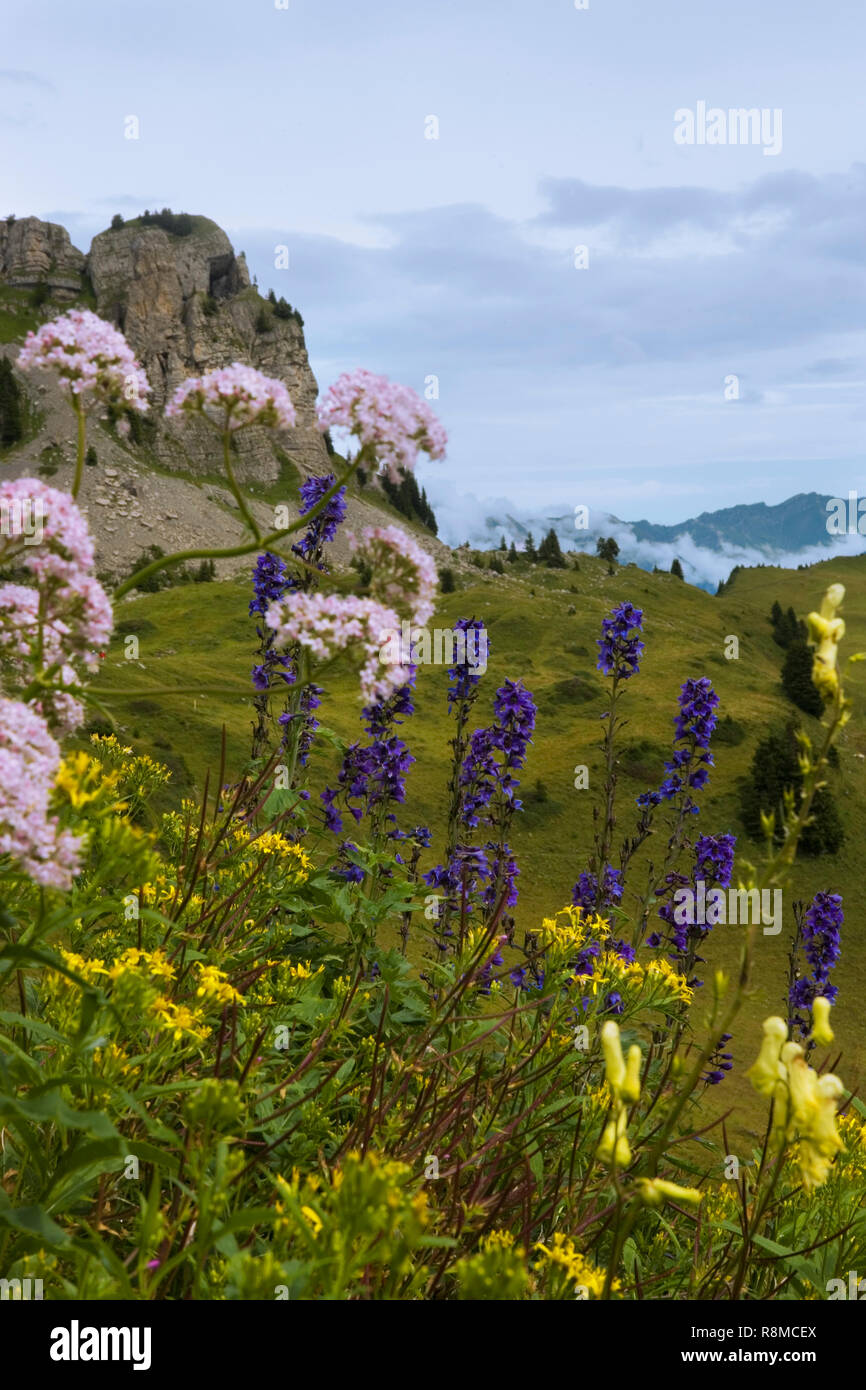 The Botanischer Alpengarten on Schynige Platte, Bernese Oberland, Switzerland, with the Oberberghorn in the background Stock Photo