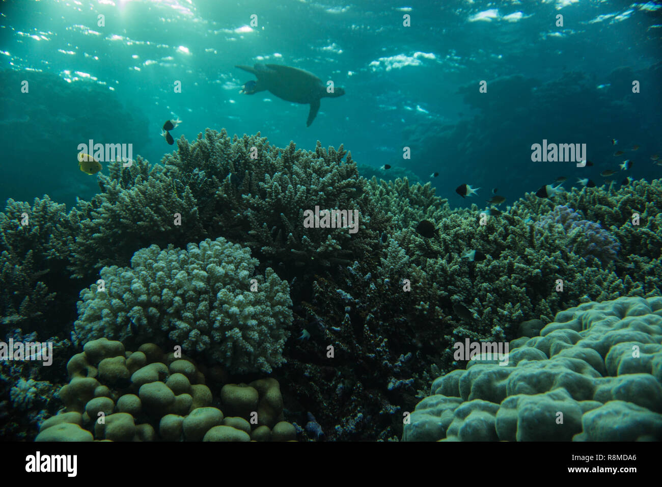 Wunderschöne Korallenbänke am Roten Meer. Auch die Fischschwärme sind wundervoll Stock Photo
