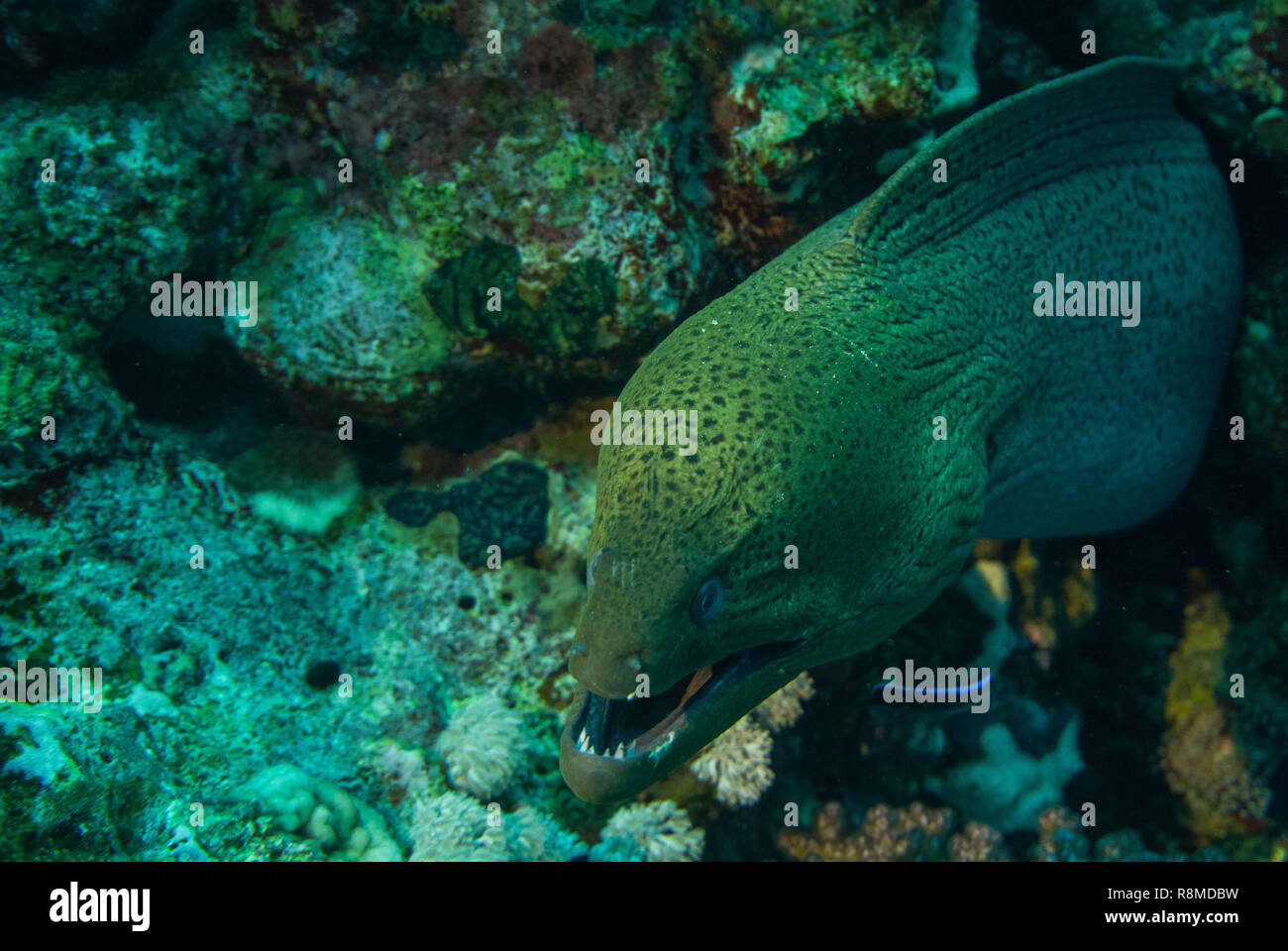 Die Fischvielfalt im Roten Meer ist einfach toll. Es gibt so viel verschiedene Arten. Stock Photo