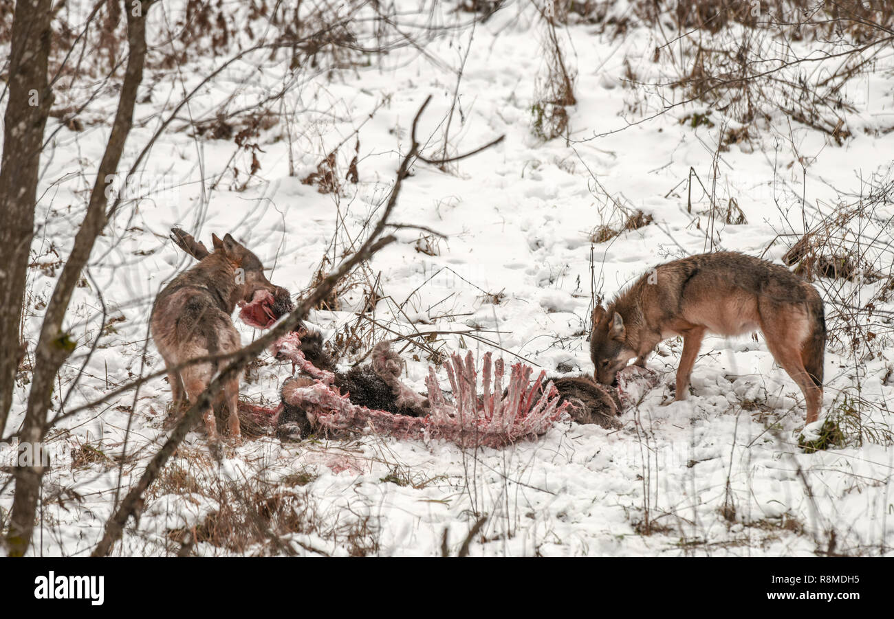 Wolf hunting deer hi-res stock photography and images - Alamy
