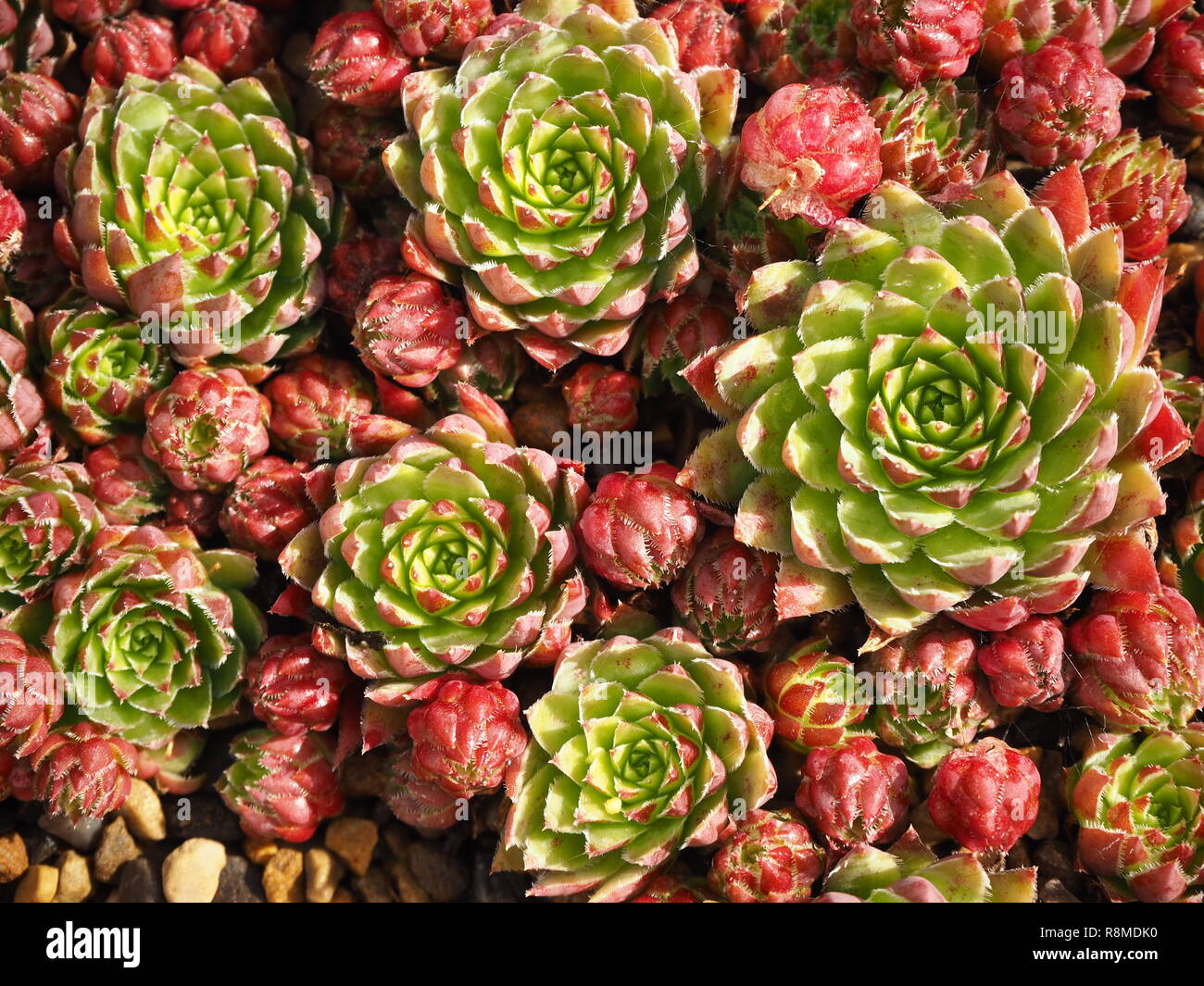 Jovibarba hirta succulent plant with pink and green leaves viewed from above Stock Photo