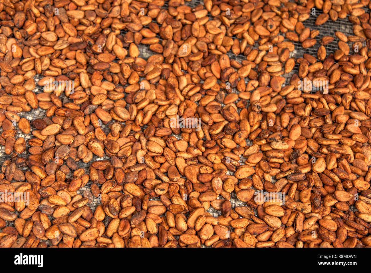 Cacao Bean Stock Photo