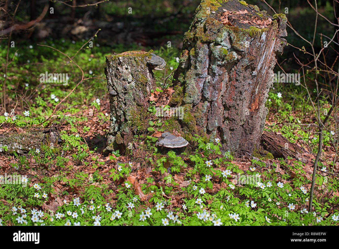 Old rotten stump in the spring forest. Young grass and primroses around, moss on the stump Stock Photo