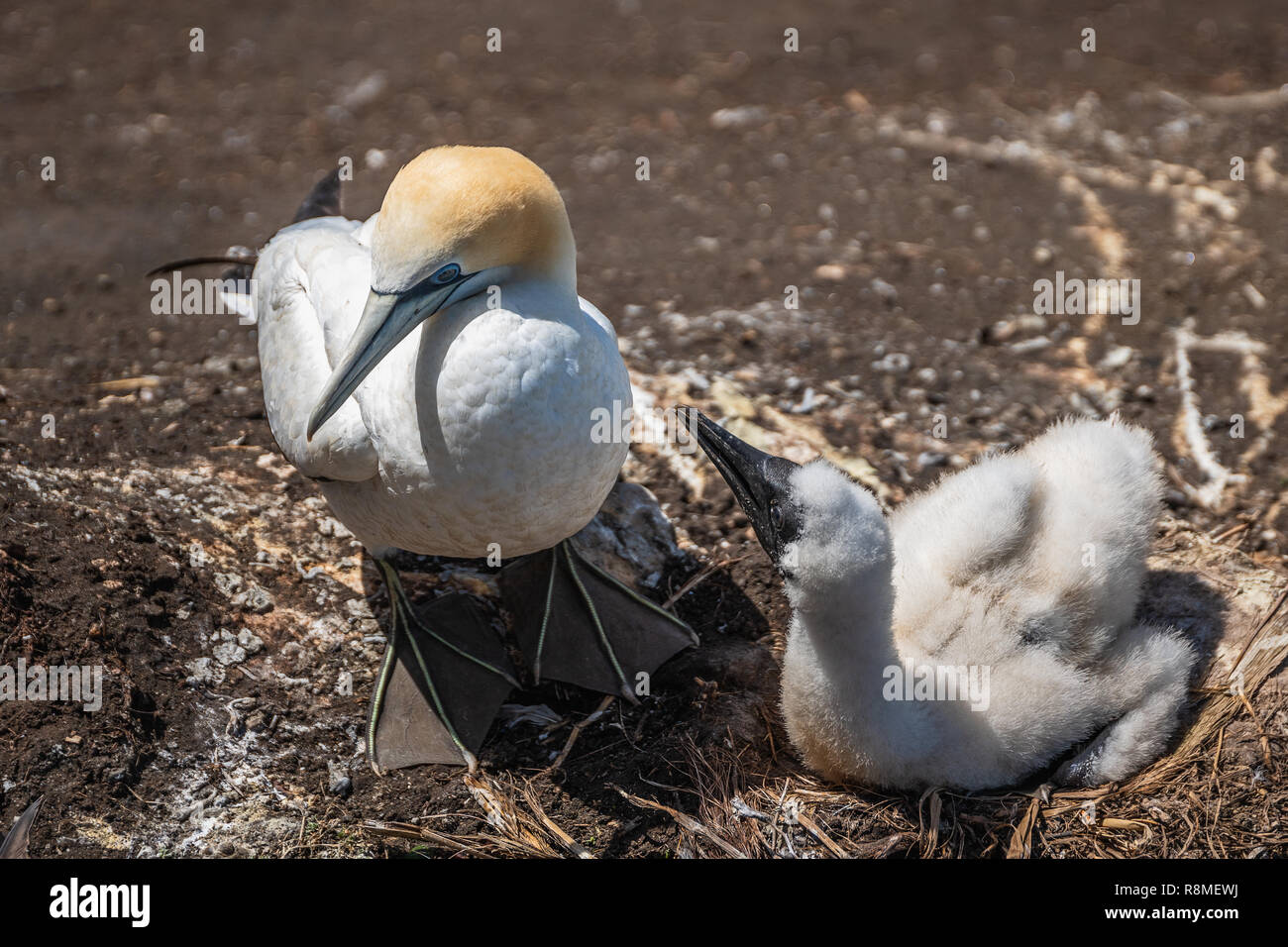 Australian Bird Nest High Resolution Stock Photography and Images Alamy