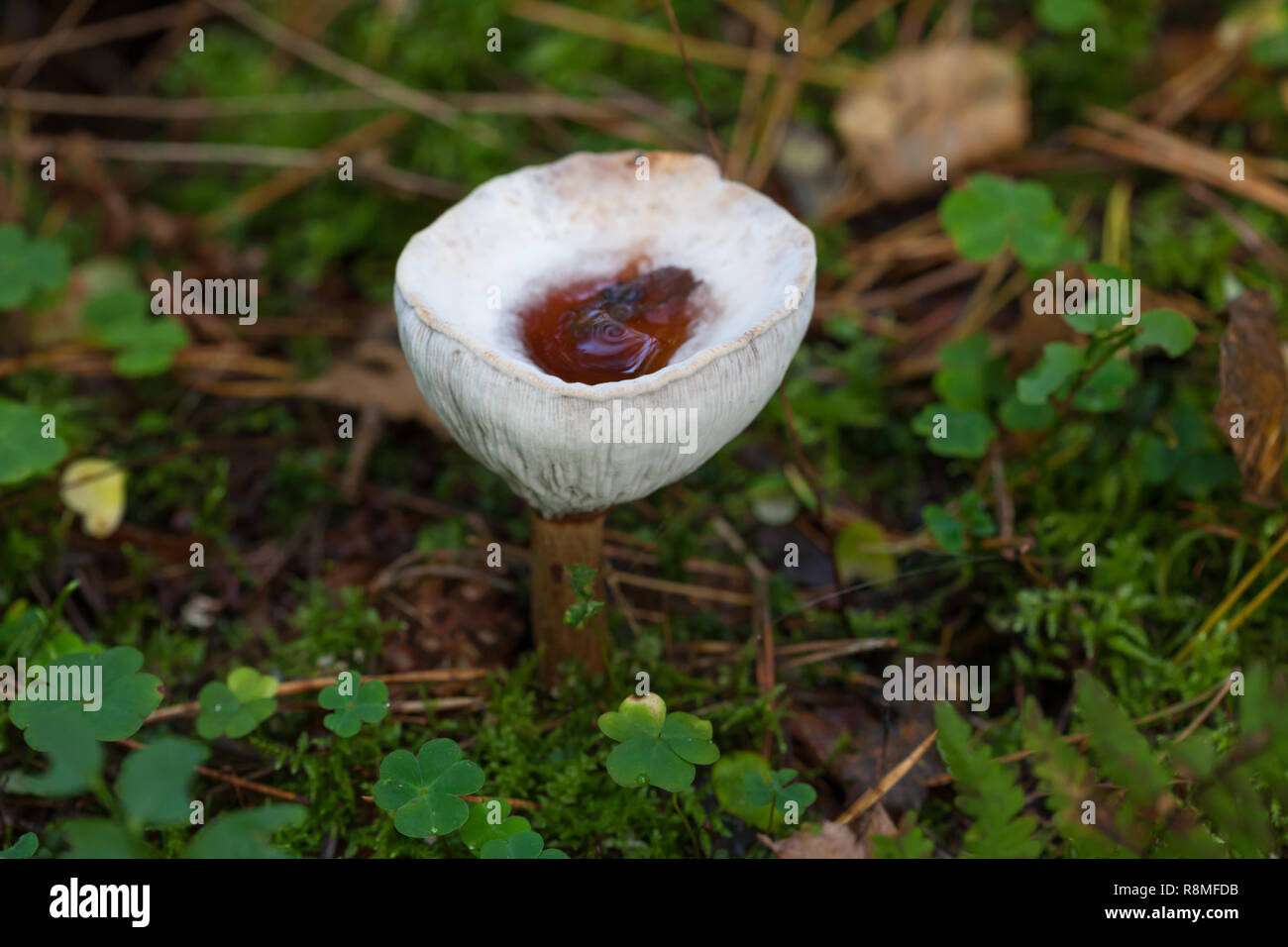 Old white mushroom turned out in the form of a wine glass Stock Photo