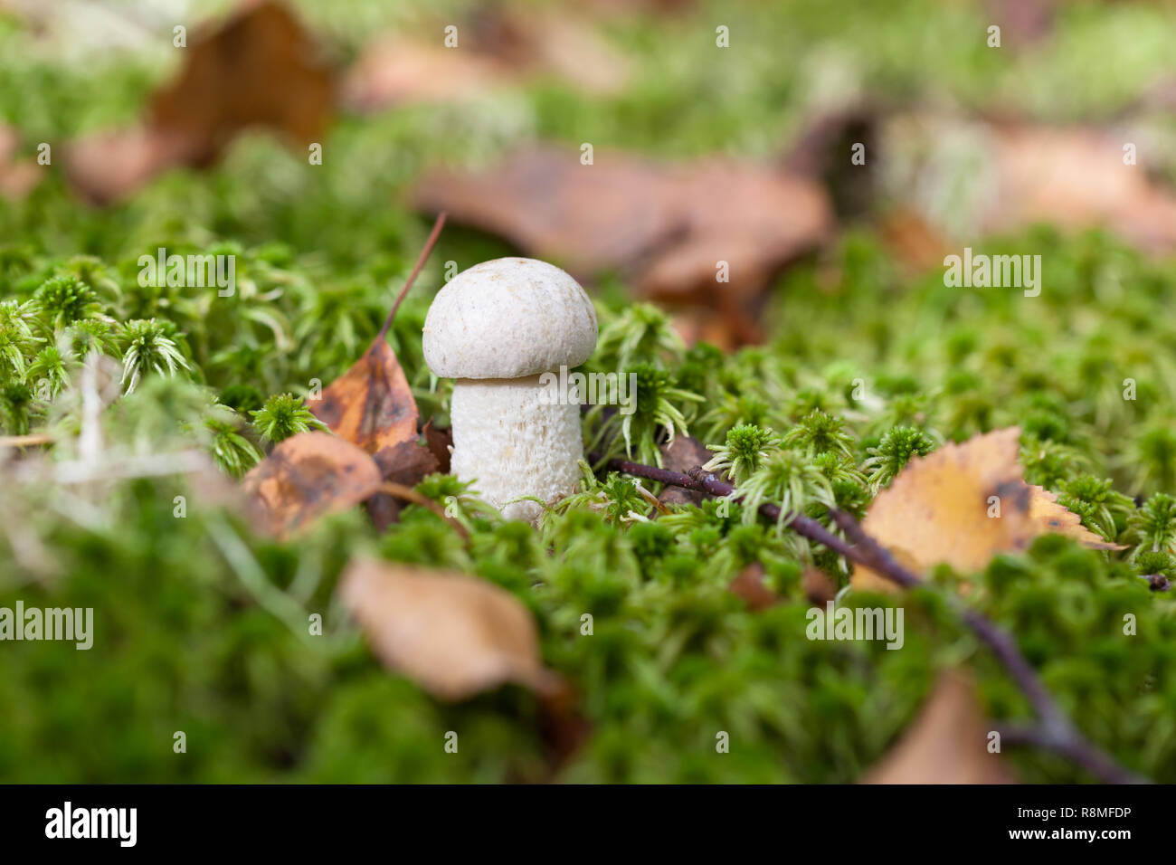 Leccinum holopus, commonly known as the white birch bolete, white bog bolete, or ghost bolete Stock Photo