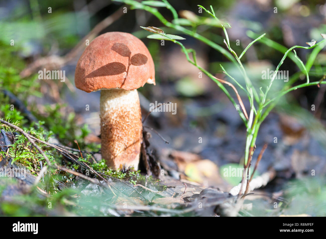 Little red-capped scaber stalk Leccinum aurantiacum with the shadow of a sprig of blueberries Stock Photo