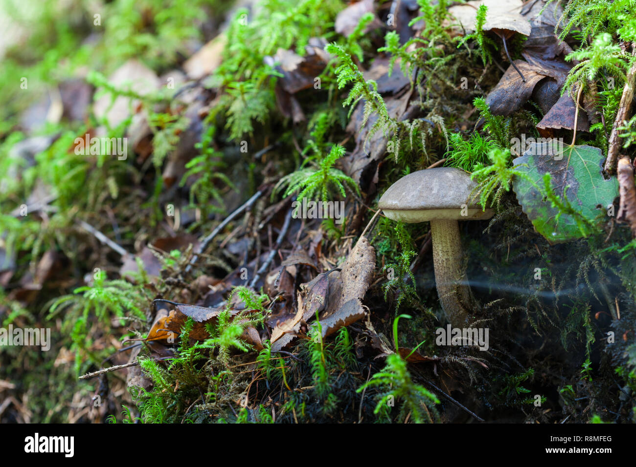 Leccinum scabrum, commonly known as the rough-stemmed bolete, scaber stalk, and birch bolete Stock Photo
