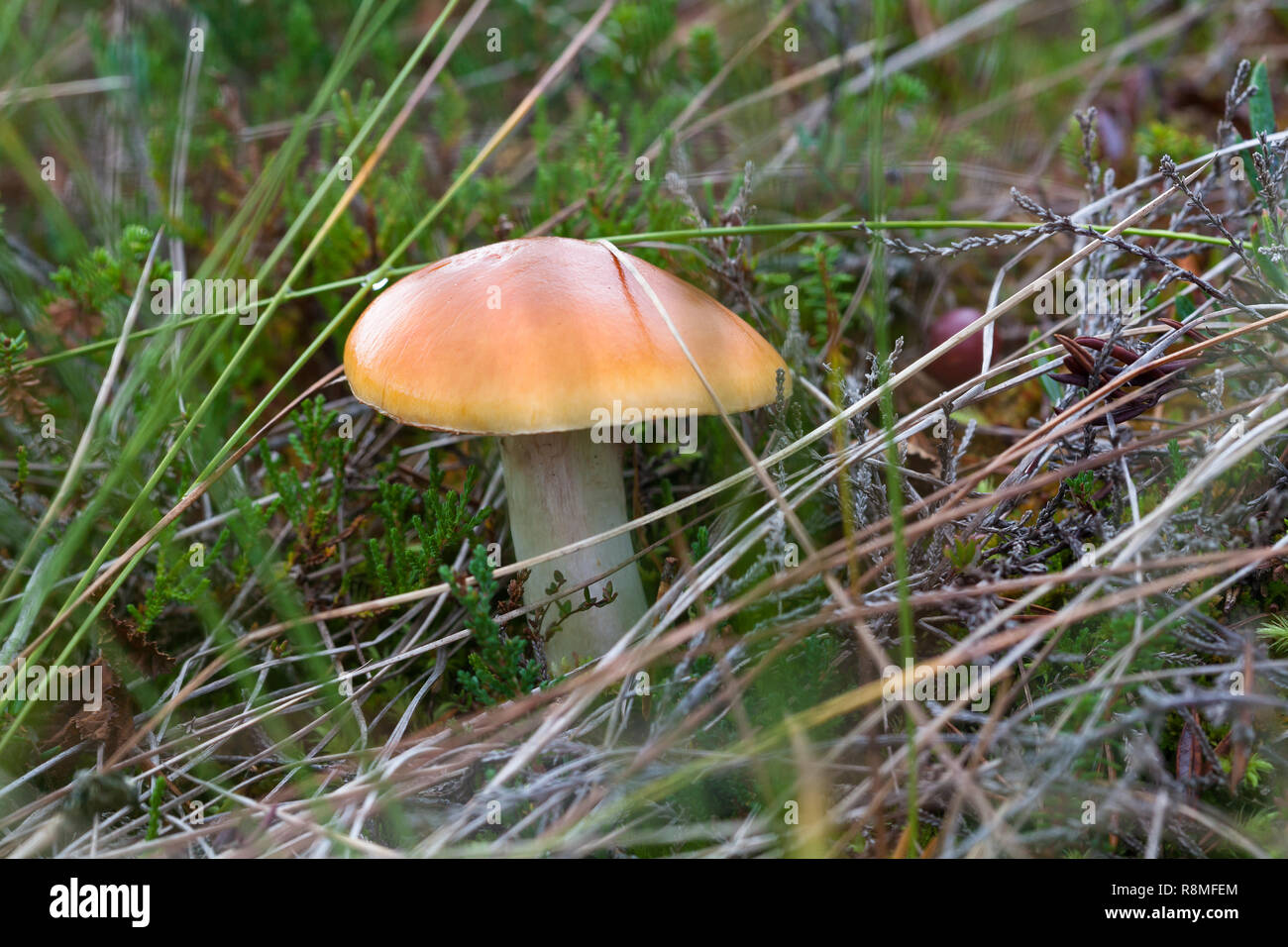 Cortinarius collinitus is a species of fungi in the family Cortinariaceae Stock Photo