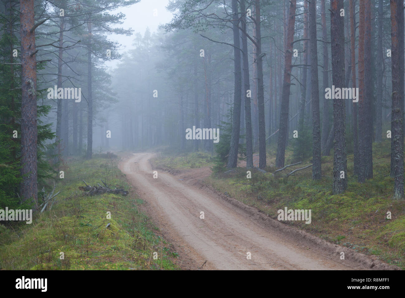 Morning fog and sandy road in a pine forest Stock Photo