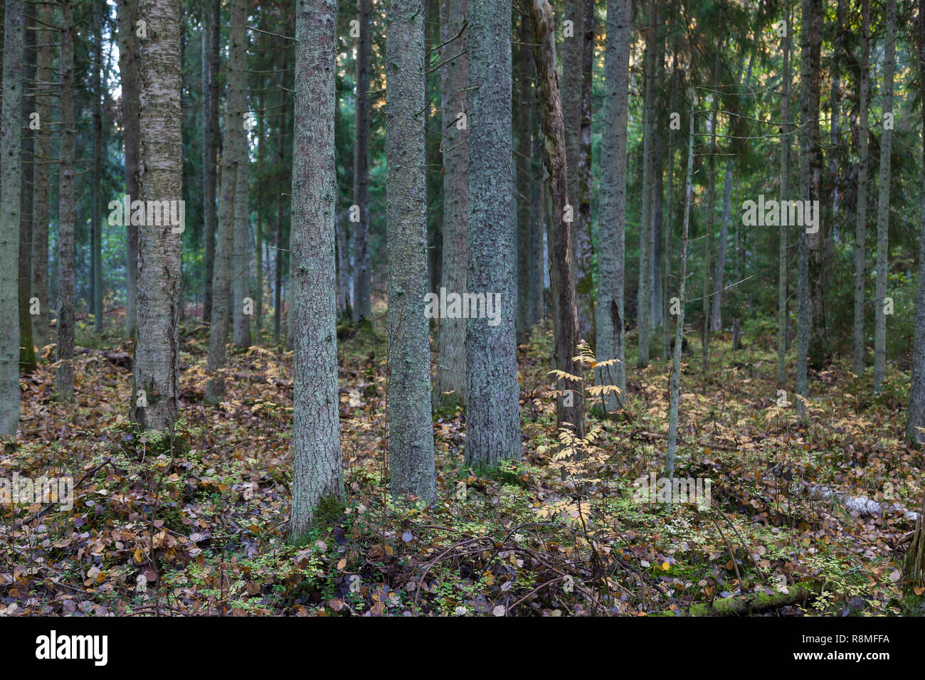 Autumn landscape in the fir forest with a mixture of birch Stock Photo