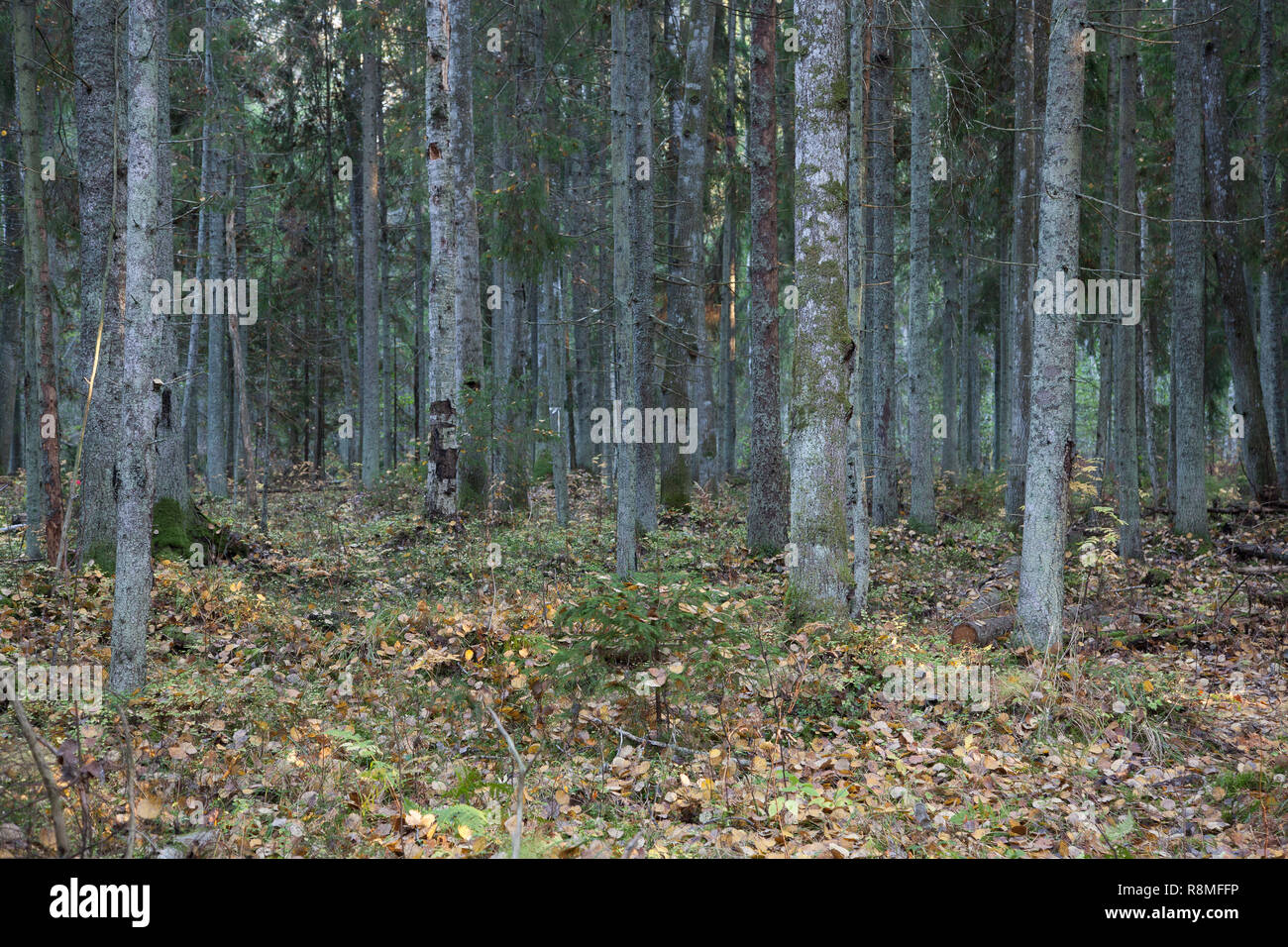 Autumn landscape in the fir forest with a mixture of birch Stock Photo