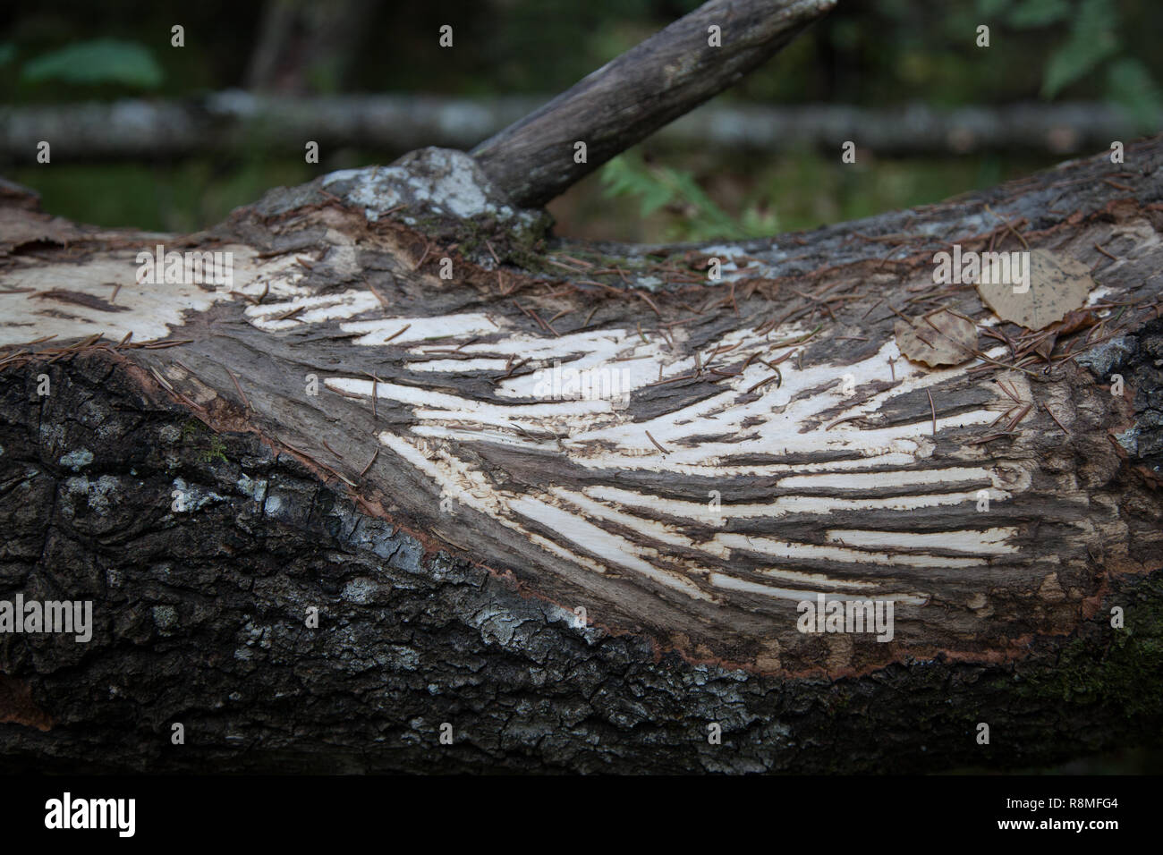 Traces of hare teeth on the aspen trunk Stock Photo