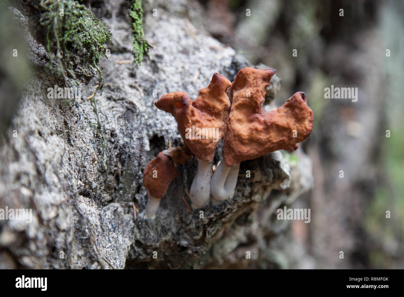 Gyromitra infula, commonly known as the hooded false morel or the elfin saddle, is a fungus in the family Stock Photo