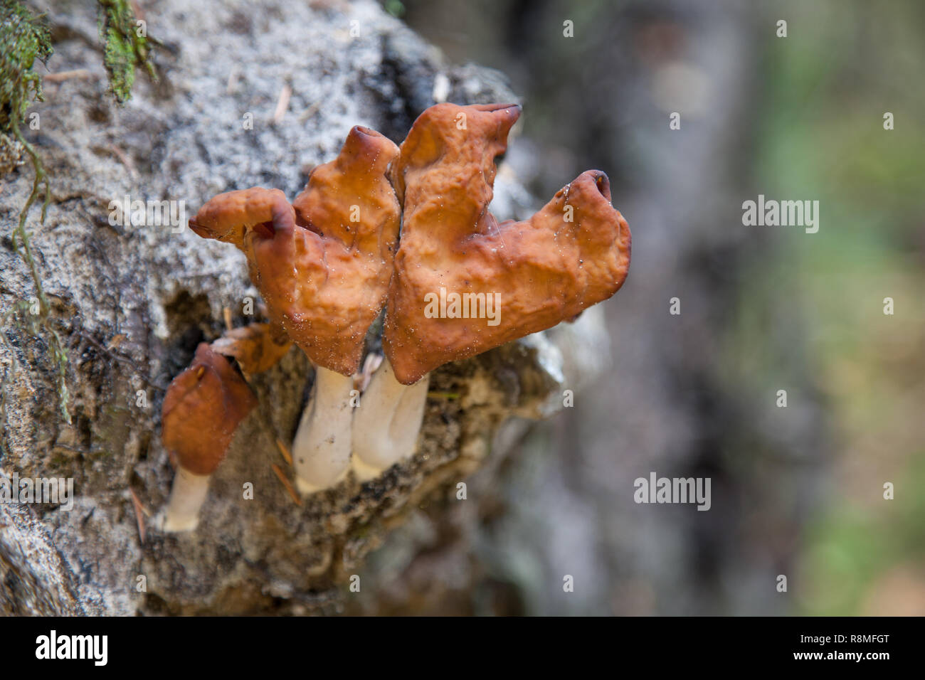 Gyromitra infula, commonly known as the hooded false morel or the elfin saddle, is a fungus in the family Stock Photo
