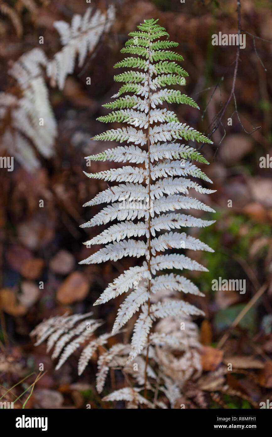Dryopteris - know as wood fern, male fern or buckler fern Stock Photo