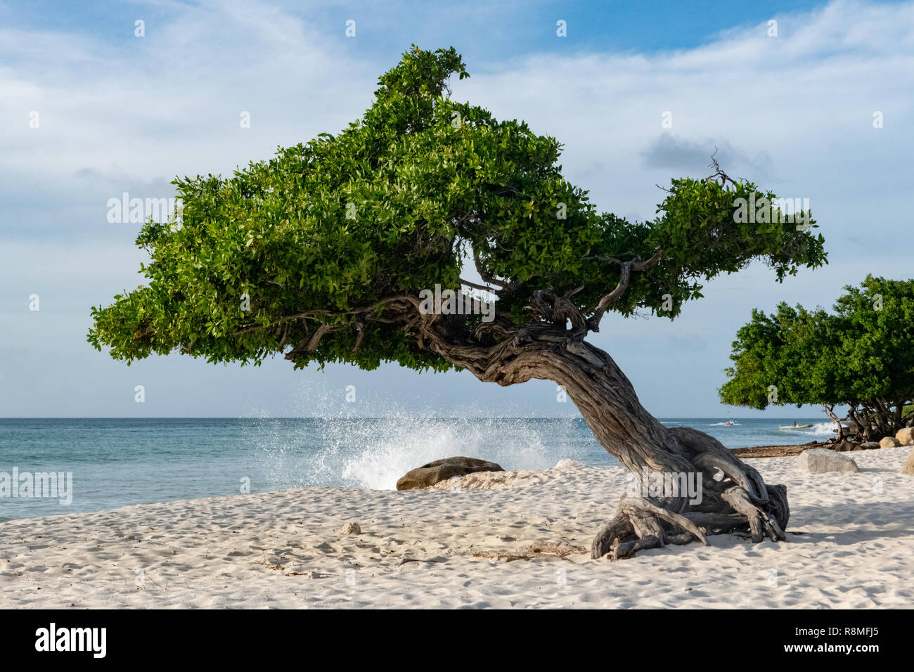 Aruba beach - Divi-Divi tree Eagle Beach Aruba - World famous Divi Divi trees aka. Libidibia coriaria -  a leguminous native tree Caribbean - Stock Photo