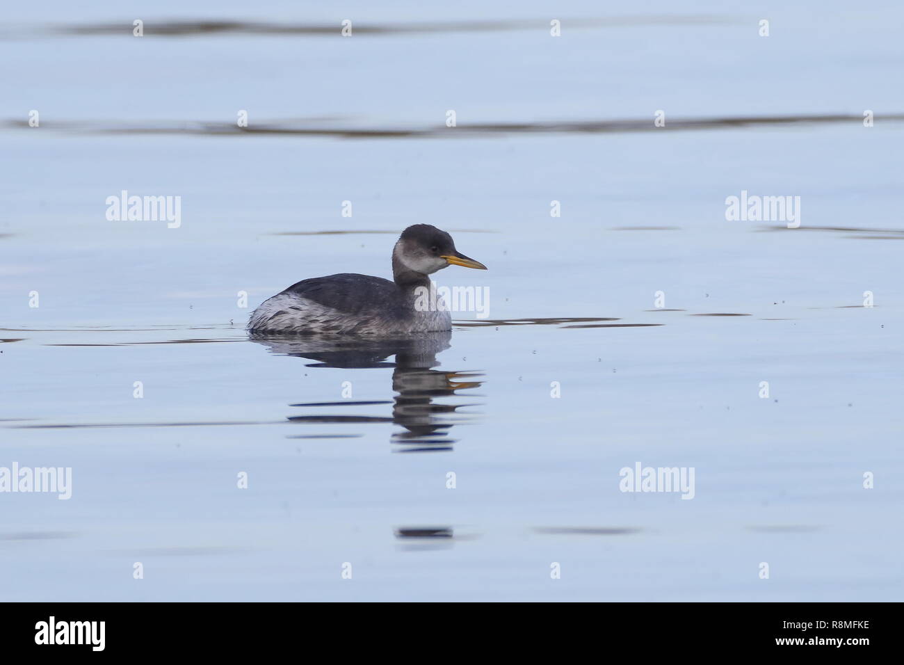 1st Winter Red-necked Grebe Stock Photo