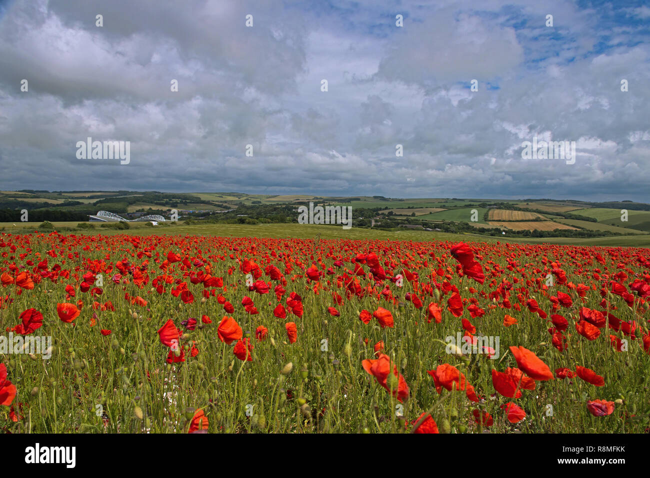A field of Poppies - Papaver rhoeas on the South Downs National Park, East Sussex, England, Uk, Gb. Stock Photo