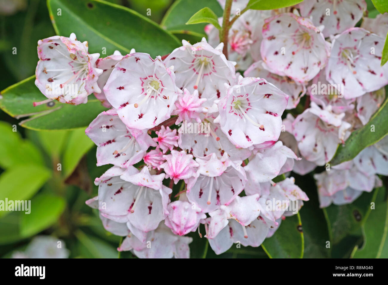 Mountain Laurel in Bloom along the Blue Ridge Parkway in North Carolina Stock Photo Alamy