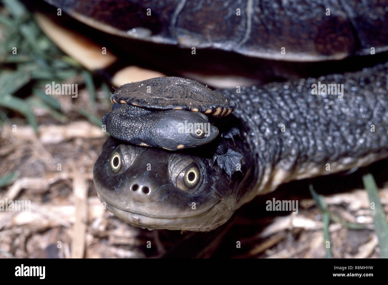Long-necked Turtle Stock Photo
