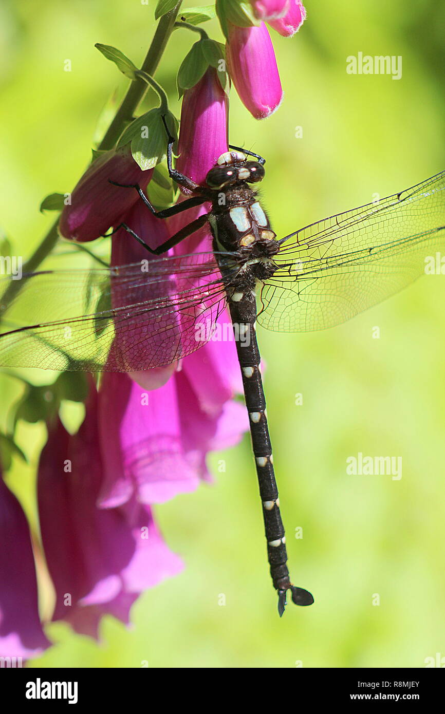 Dragonfly resting on purple foxglove Stock Photo