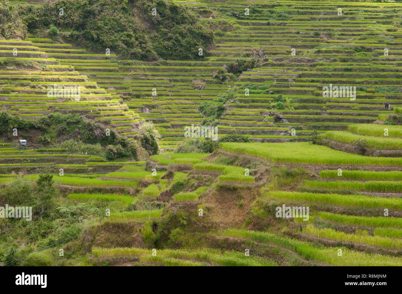 Maligcong Rice Terraces, Bontoc, Mountain Province, Luzon, Philippines, Asia Stock Photo