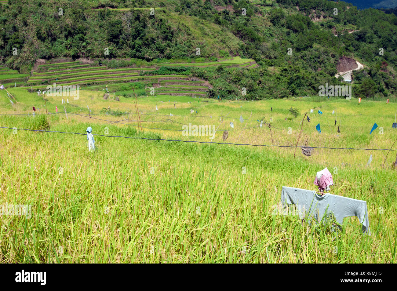 Scarecrow in fields at Maligcong Rice Terraces, Bontoc, Mountain Province, Luzon, Philippines, Asia Stock Photo