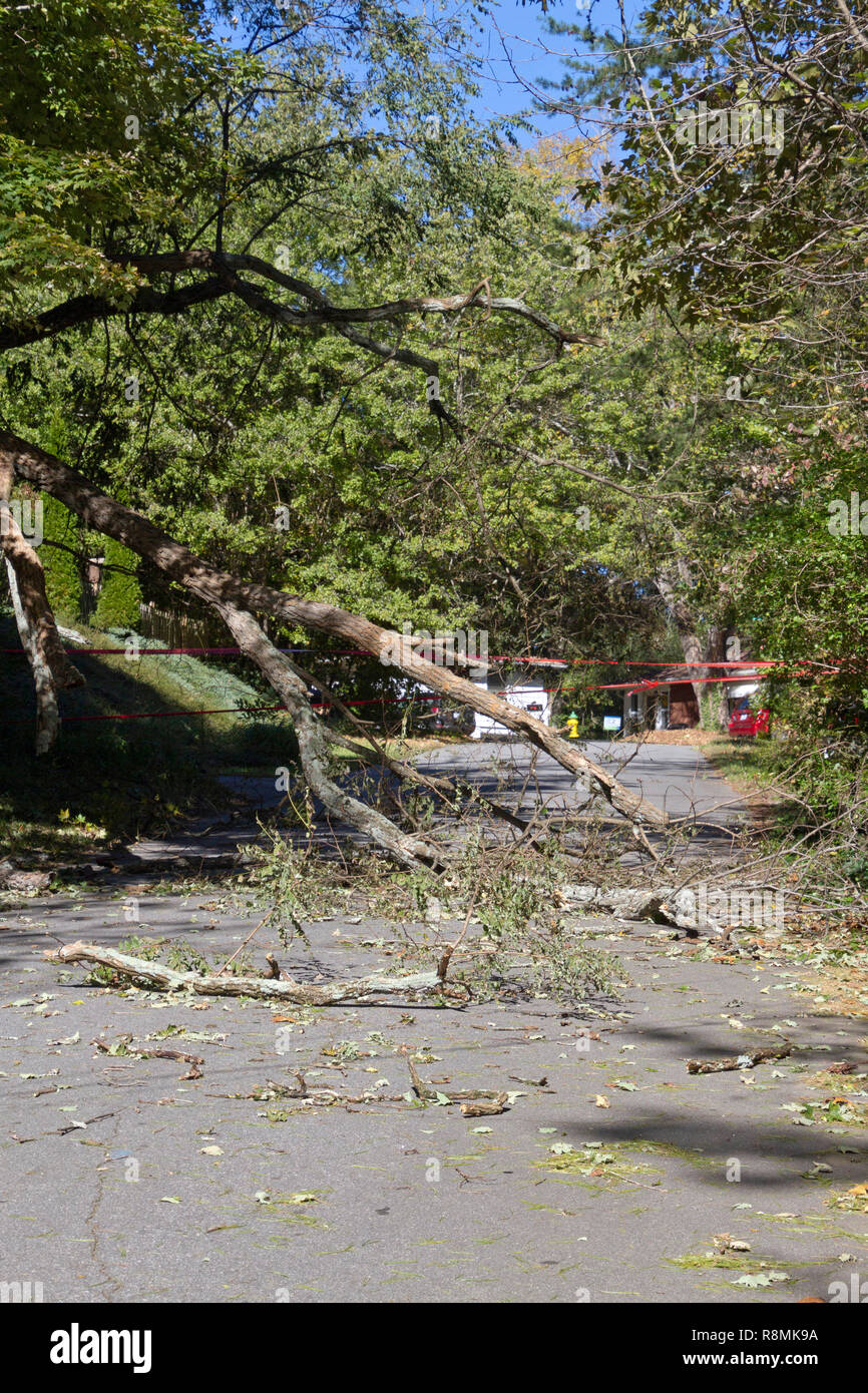 A mostly dead tree smashes down onto a narrow road completely blocking it with shattered branches and scattered debris Stock Photo