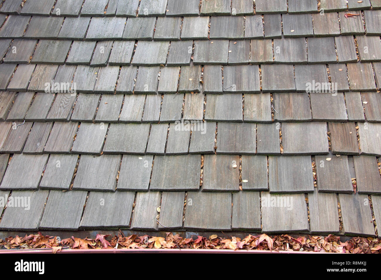 Wood shingle roof on house, rain gutters clogged with leaves, sticks