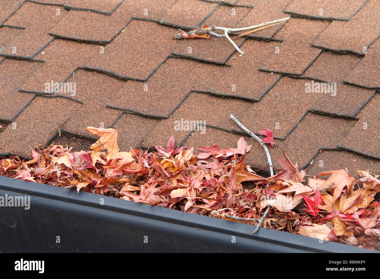 Rain gutters on roof without gutter guards, clogged with leaves, sticks and debris from trees. Increased risk of clogged gutters, rusting, increased n Stock Photo