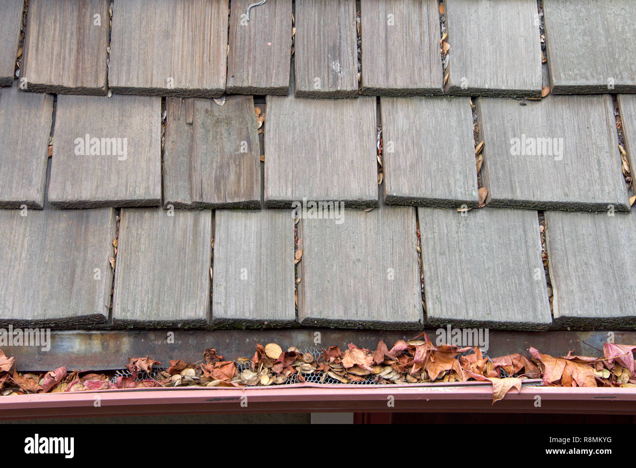Wood shingle roof on house, rain gutters clogged with leaves, sticks