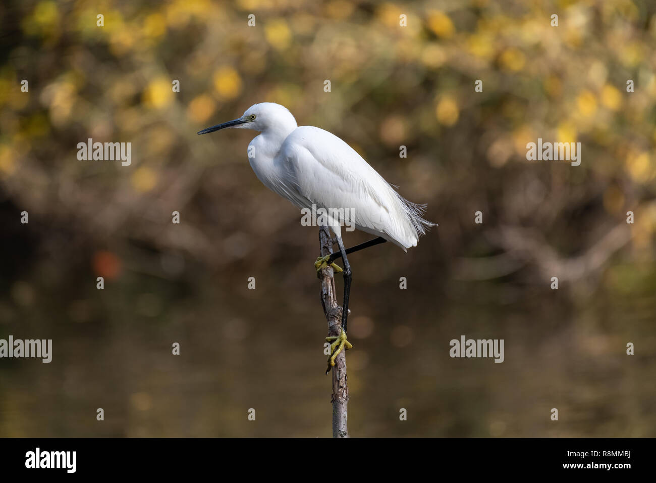 Little egret (Egretta garzetta) Stock Photo