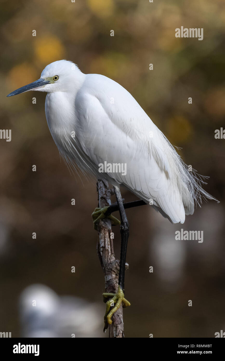 Little egret (Egretta garzetta) Stock Photo