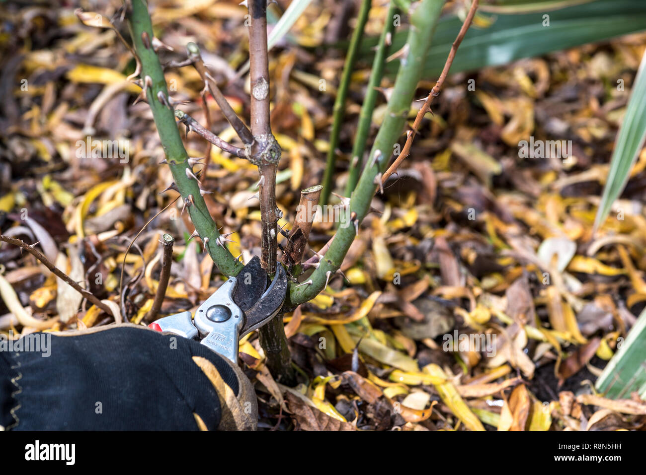 Diseased rose prune hires stock photography and images Alamy